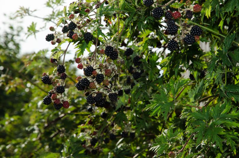 Blackberry Bush Removal
