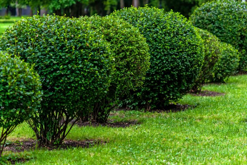 Shrub Pruning detail
