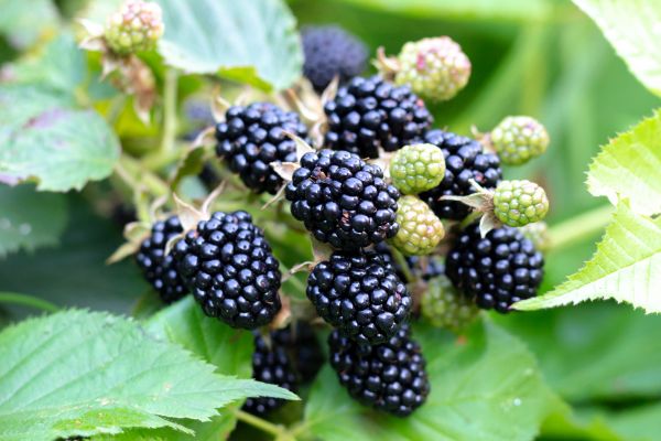 Blackberry Bush Removal in Grass Valley