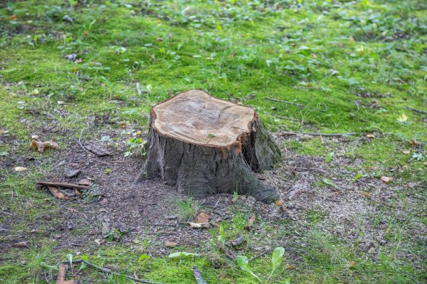 Bush Stump Removal in Grass Valley
