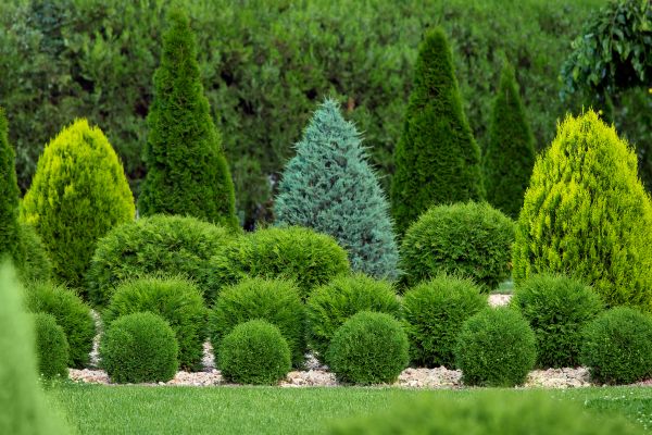 Cost of Bush Trimming Service in Grass Valley
