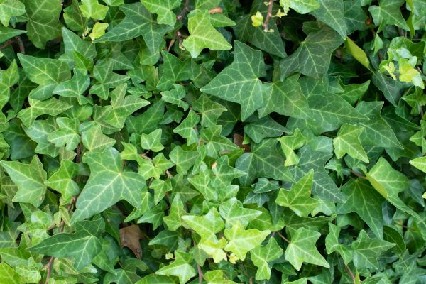 Cost of English Ivy Removal in Grass Valley