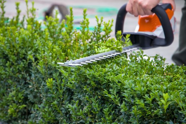 Hedge Pruning in Grass Valley