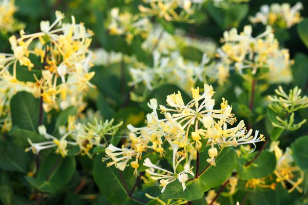 Cost of Honeysuckle Removal in Grass Valley
