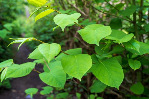 Cost of Invasive Plant Removal in Grass Valley