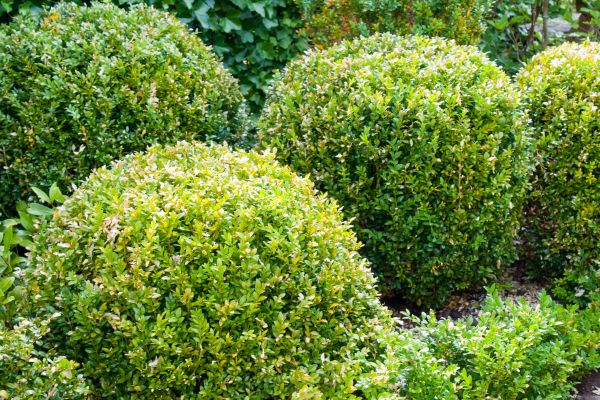 Cost of Landscape Trimming Service in Grass Valley