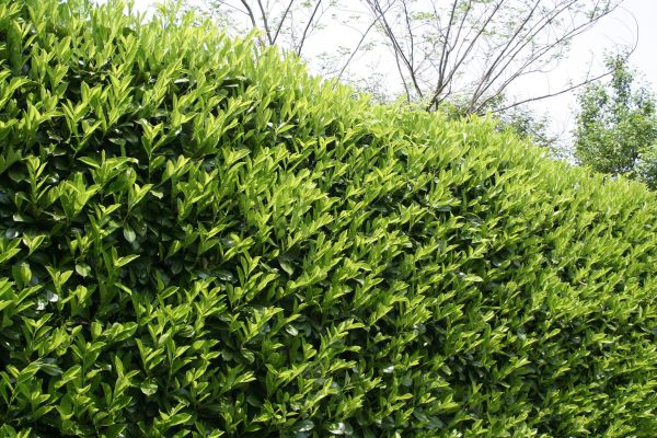 Cost of Laurel Removal in Grass Valley