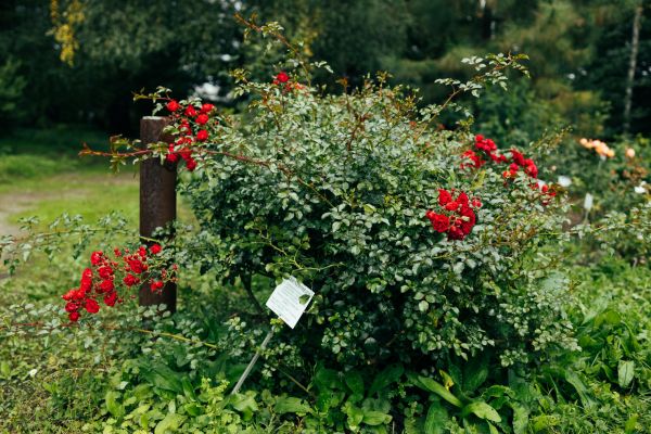 Cost of Rose Bush Removal in Grass Valley