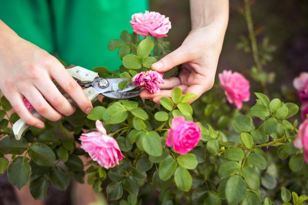 Cost of Rose Trimming in Grass Valley