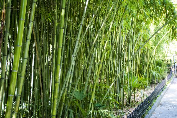 Cost of Bamboo Root Removal in Grass Valley