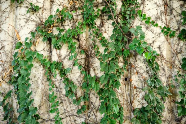 Cost of Vine Removal Service in Grass Valley