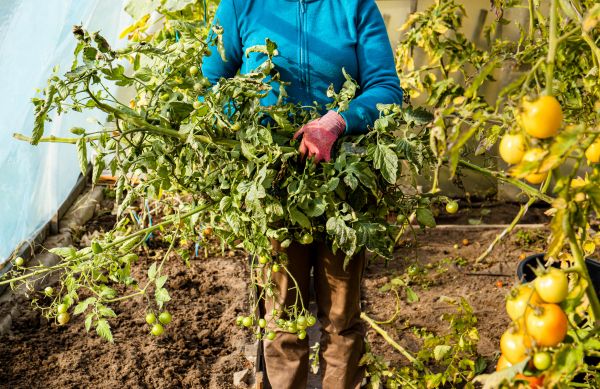 Cost of Garden Plant Removal in Grass Valley