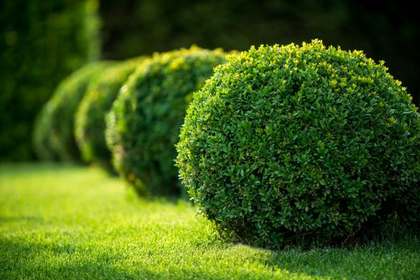 Cost of Bush Pruning in Grass Valley