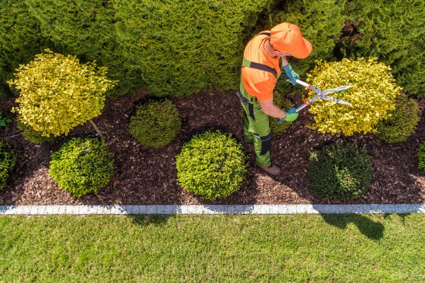 Cost of Topiary Trimming in Grass Valley