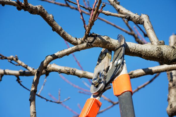 Cost of Selective Pruning in Grass Valley