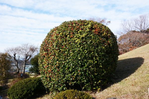 Cost of Holly Trimming in Grass Valley