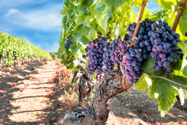 Cost of Grapevine Pruning in Grass Valley