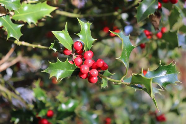 Cost of Holly Tree Trimming in Grass Valley