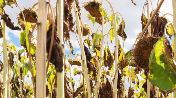 Cost of Dead Plant Removal in Grass Valley