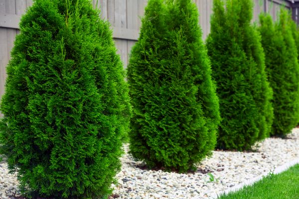 Cost of Arborvitae Pruning in Grass Valley