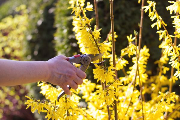 Forsythia Pruning in Grass Valley