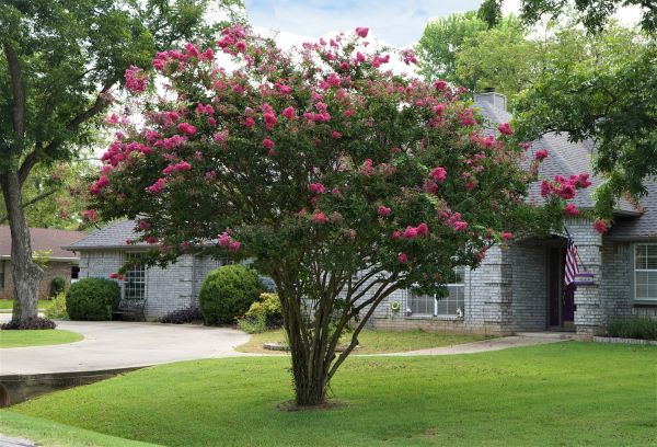 Crepe Myrtle Trimming in Grass Valley