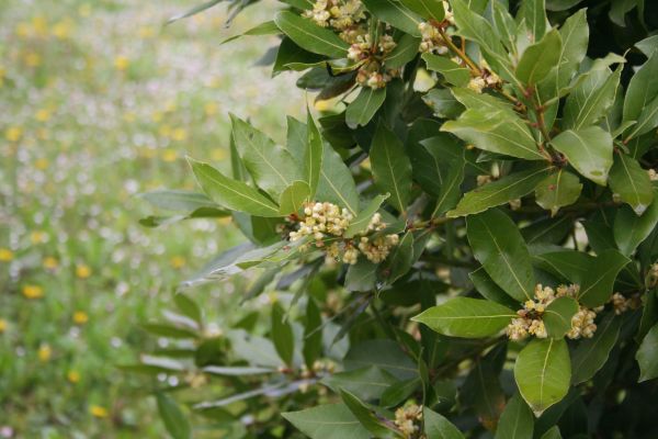 Cost of Laurel Trimming in Grass Valley