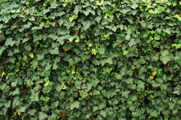 Cost of Ivy Pruning service in Grass Valley