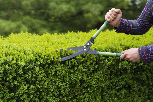 Cost of Evergreen Shrub Pruning in Grass Valley