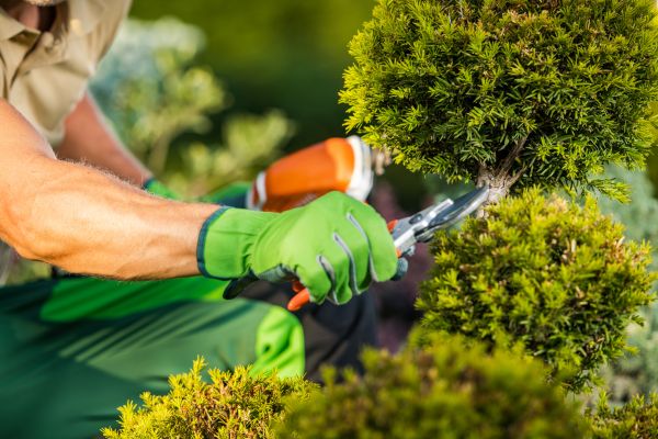 Cost of Landscape Pruning Service in Grass Valley