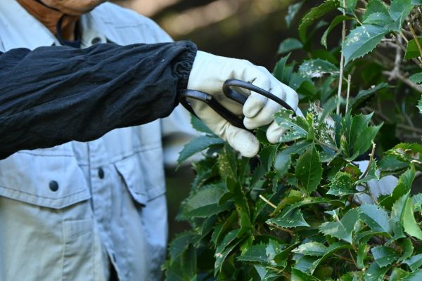 Holly Pruning in Grass Valley