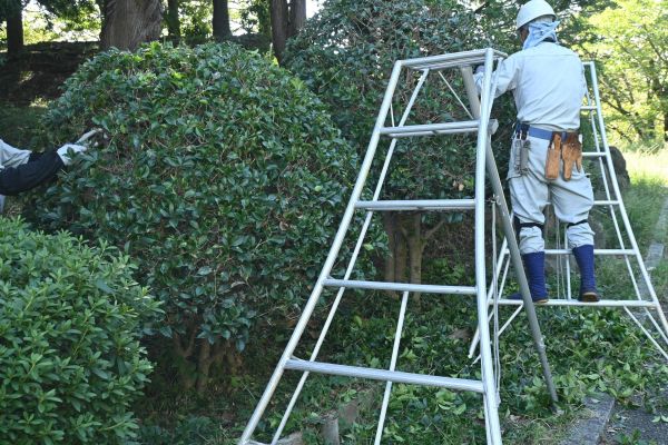 Cost of Holly Shaping in Grass Valley