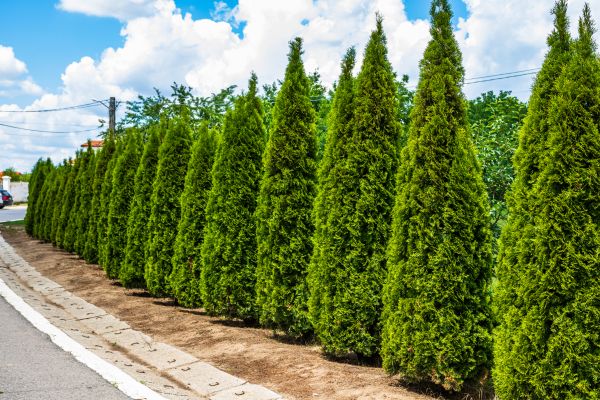 Cost of Arborvitae Shearing in Grass Valley