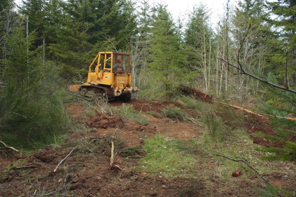 Cost of Shrubbery Clearing in Grass Valley