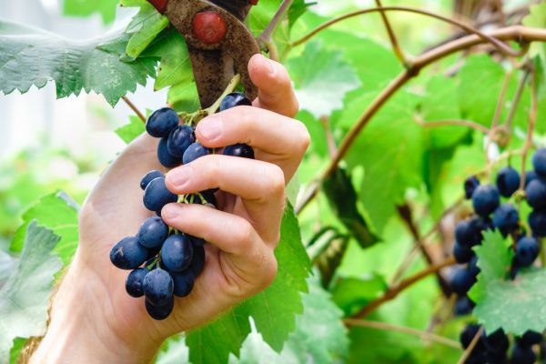 Cost of Vineyard Pruning in Grass Valley