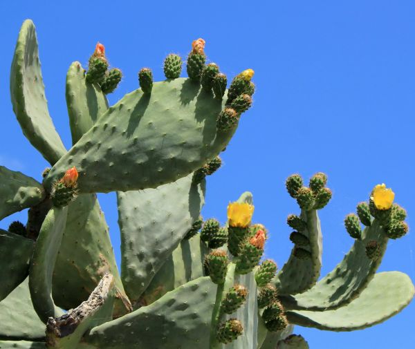Cost of Cactus Removal in Grass Valley