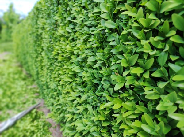 Cost of Boxwood Pruning in Grass Valley