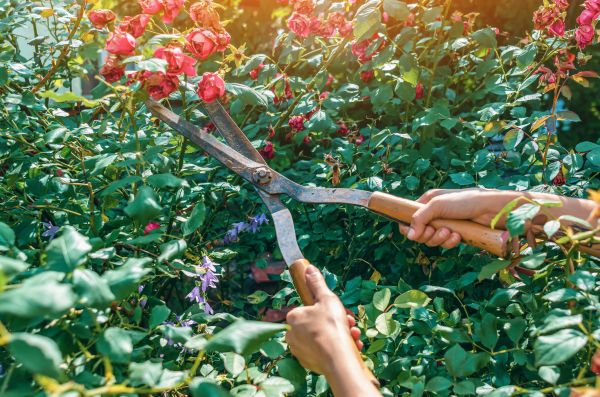 Knockout Roses Pruning in Grass Valley