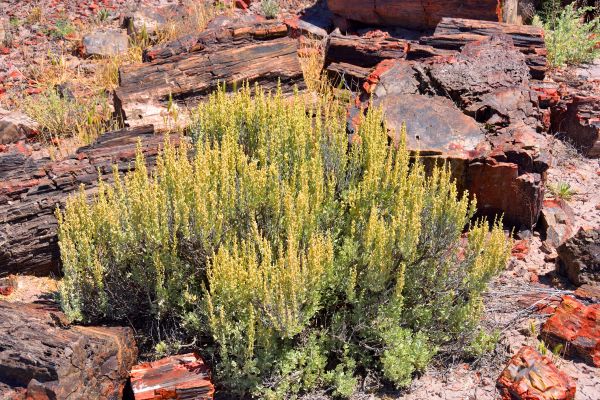 Cost of Sagebrush Removal in Grass Valley