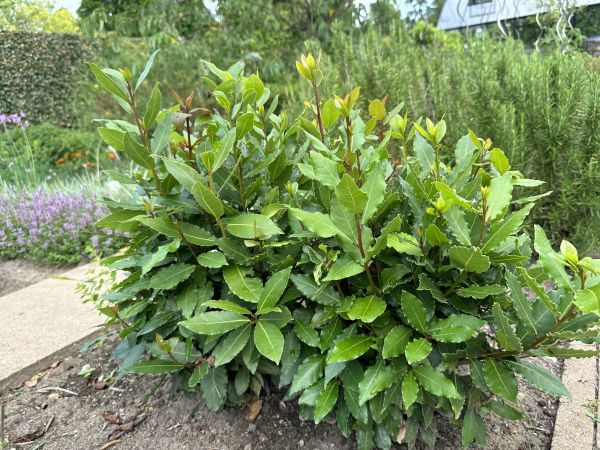 Cost of Laurel Hedge Trimming in Grass Valley