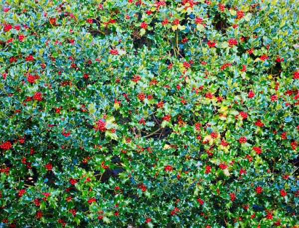 Cost of Holly Bush Removal in Grass Valley