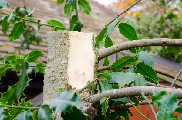 Cost of Holly Tree Removal in Grass Valley