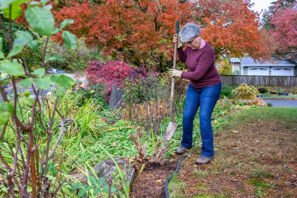 Cost of Dead Bush Removal in Grass Valley