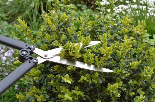 Cost of Boxwood Trimming in Grass Valley