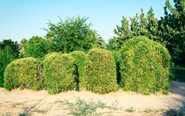 Cost of Bamboo Hedge Removal in Grass Valley