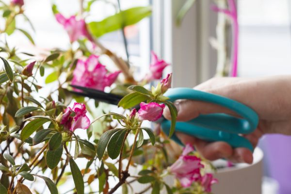 Azalea Pruning in Grass Valley