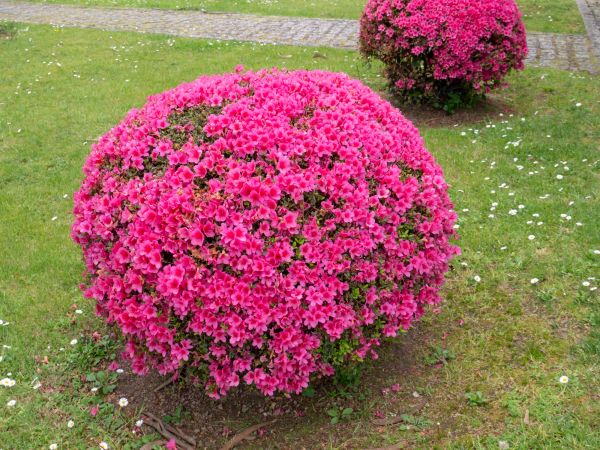Cost of Rhododendron Pruning in Grass Valley