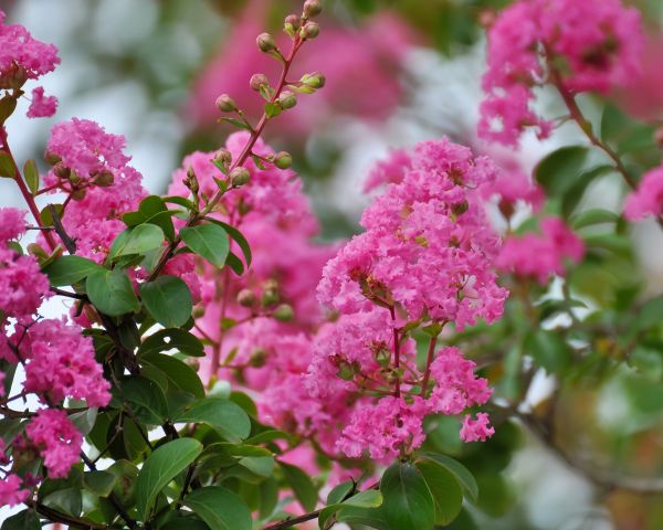 Cost of Crepe Myrtle Removal in Grass Valley
