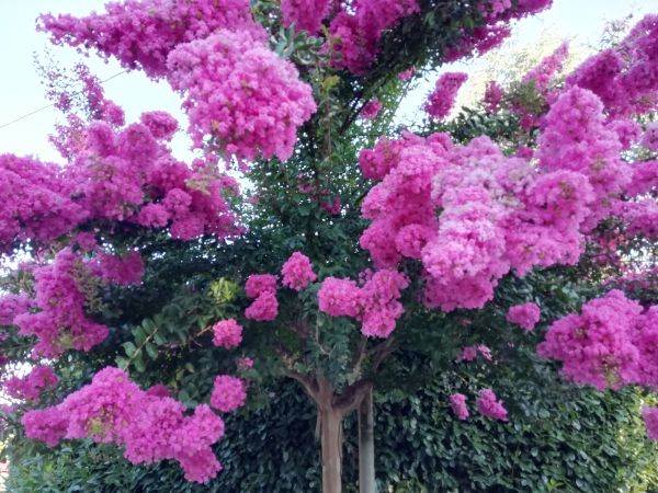 Cost of Crape Myrtle Pruning in Grass Valley