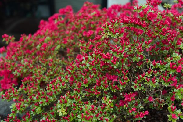 Cost of Weigela Removal Service in Grass Valley